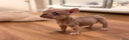 French Bulldog dogs for sale: 🐾 6 Beautiful KC Registered French Bulldog Puppys - Advert 22