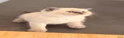 British Shorthair cats for sale: GCCF BRITISH SHORTHAIR KITTENS - Advert 5