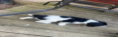 English Springer Spaniel 4