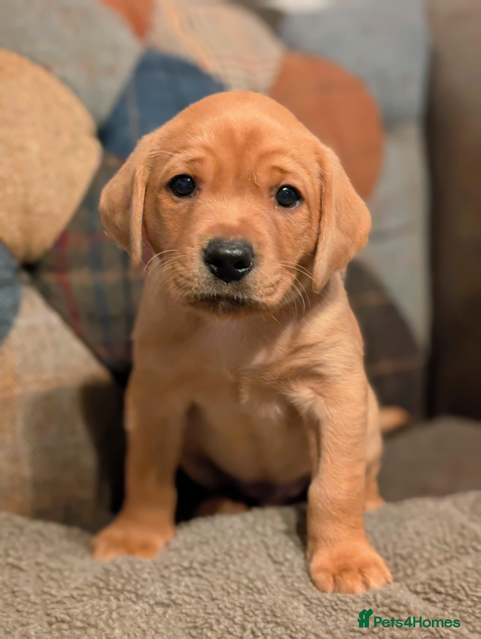 Labrador Retriever dogs Kc registered Labradors puppies - Advert 1