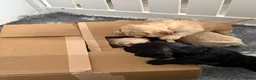 Cocker Spaniel dogs for sale: Stunning litter of home bred working cockers in Accrington - Advert 19