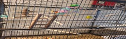 Budgerigars birds for sale: Male budgie cage and accessories  - Advert 2