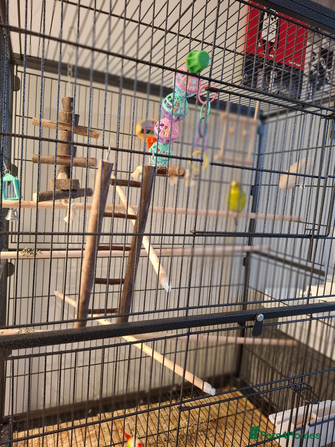 Budgerigars birds for sale: Male budgie cage and accessories  - Advert 2