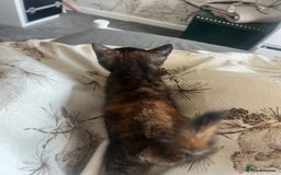 Mixed Breed cats for sale: Tortoise shell kittens - Image 4