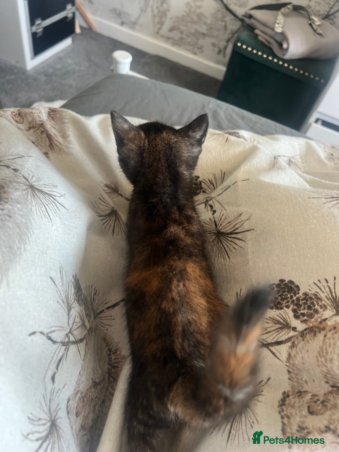 Mixed Breed cats for sale: Tortoise shell kittens - Image 4