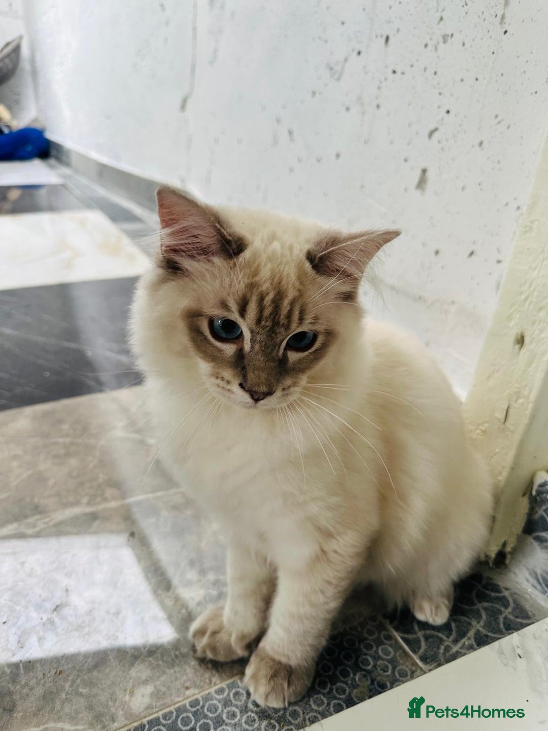 Ragdoll cats for sale: GCCF full pedigree ragdoll kittens  - Image 13