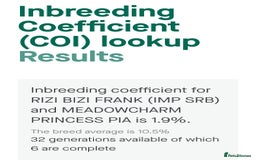 Cocker Spaniel dogs for sale: Kc, show cocker, dna, hips and eye tested parents  - Image 15
