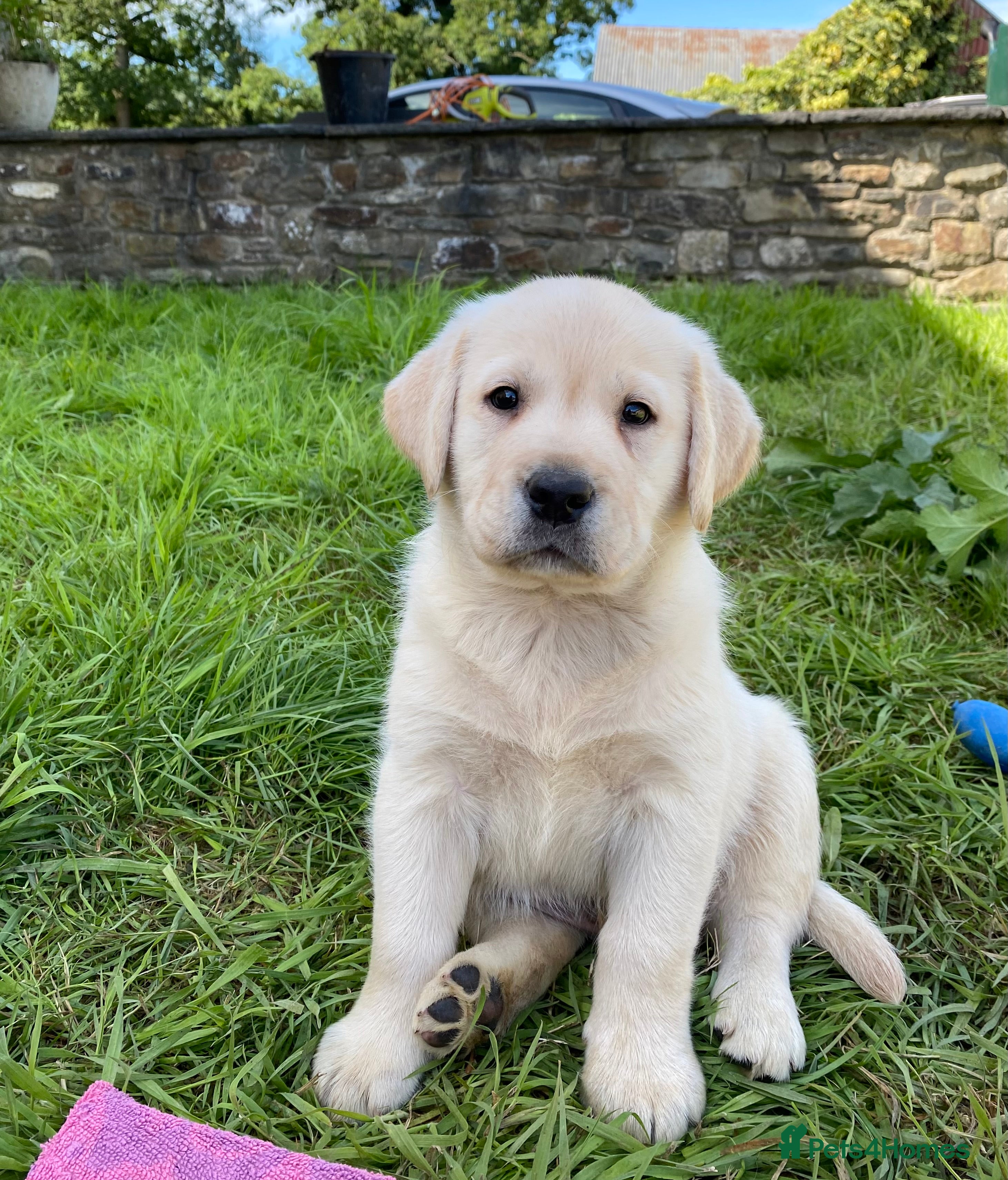 Labrador Retriever dogs KC, Champion Pedigree ,Extensively Health Tested - Advert 3