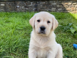 Labrador Retriever dogs KC, Champion Pedigree ,Extensively Health Tested - Advert 12