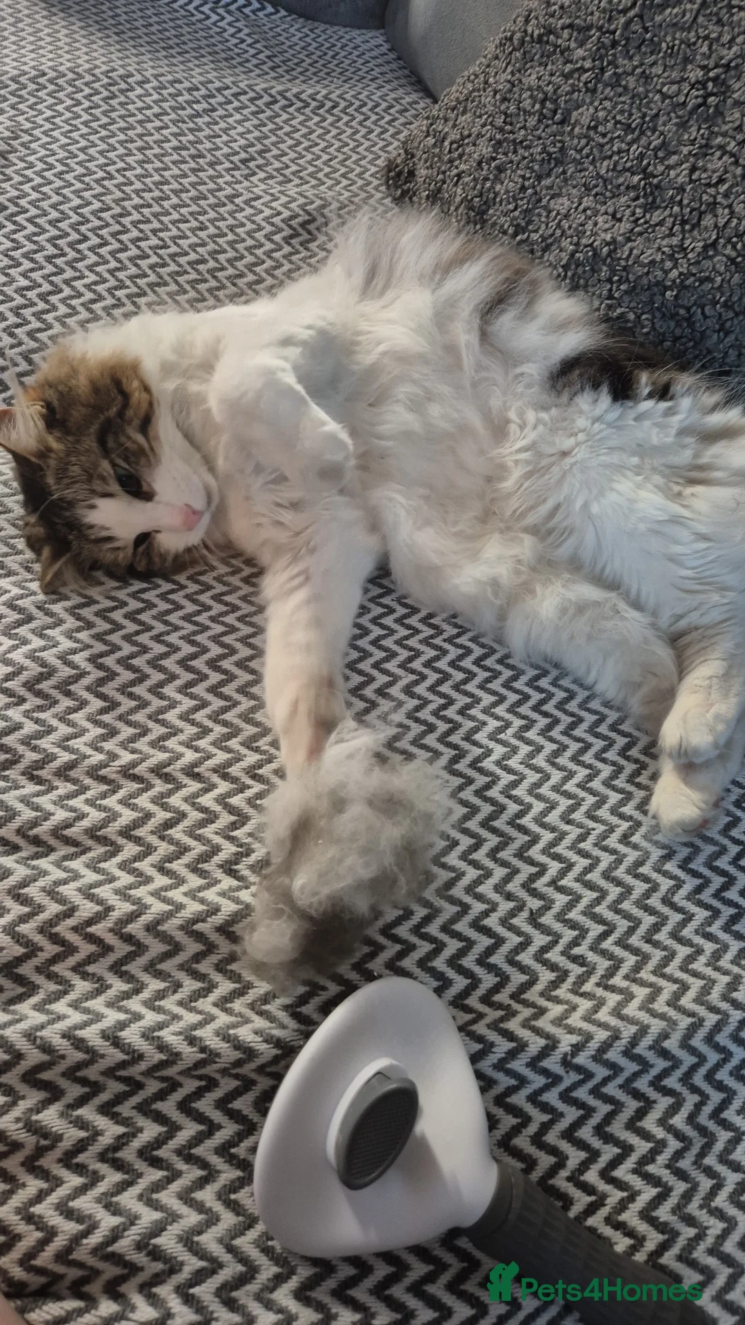 Mixed Breed cats for sale: 3 year old fluffy female cat - Advert 2