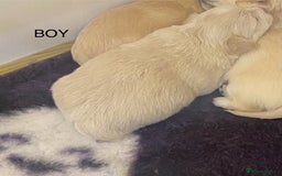 Mixed Breed dogs for sale: Stunning 3/4 Chihuahua puppies  - Image 4