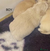 Mixed Breed dogs - Advert 6