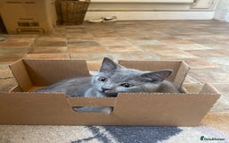 Russian Blue cats for sale: Russian blue British shorthair kittens - Image 11