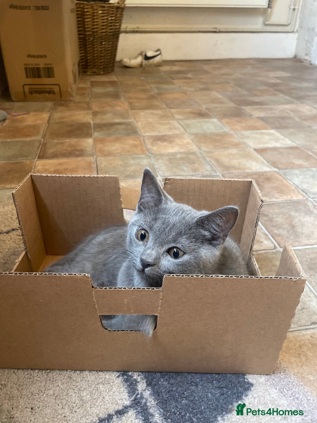 Russian Blue cats for sale: Russian blue British shorthair kittens - Image 11