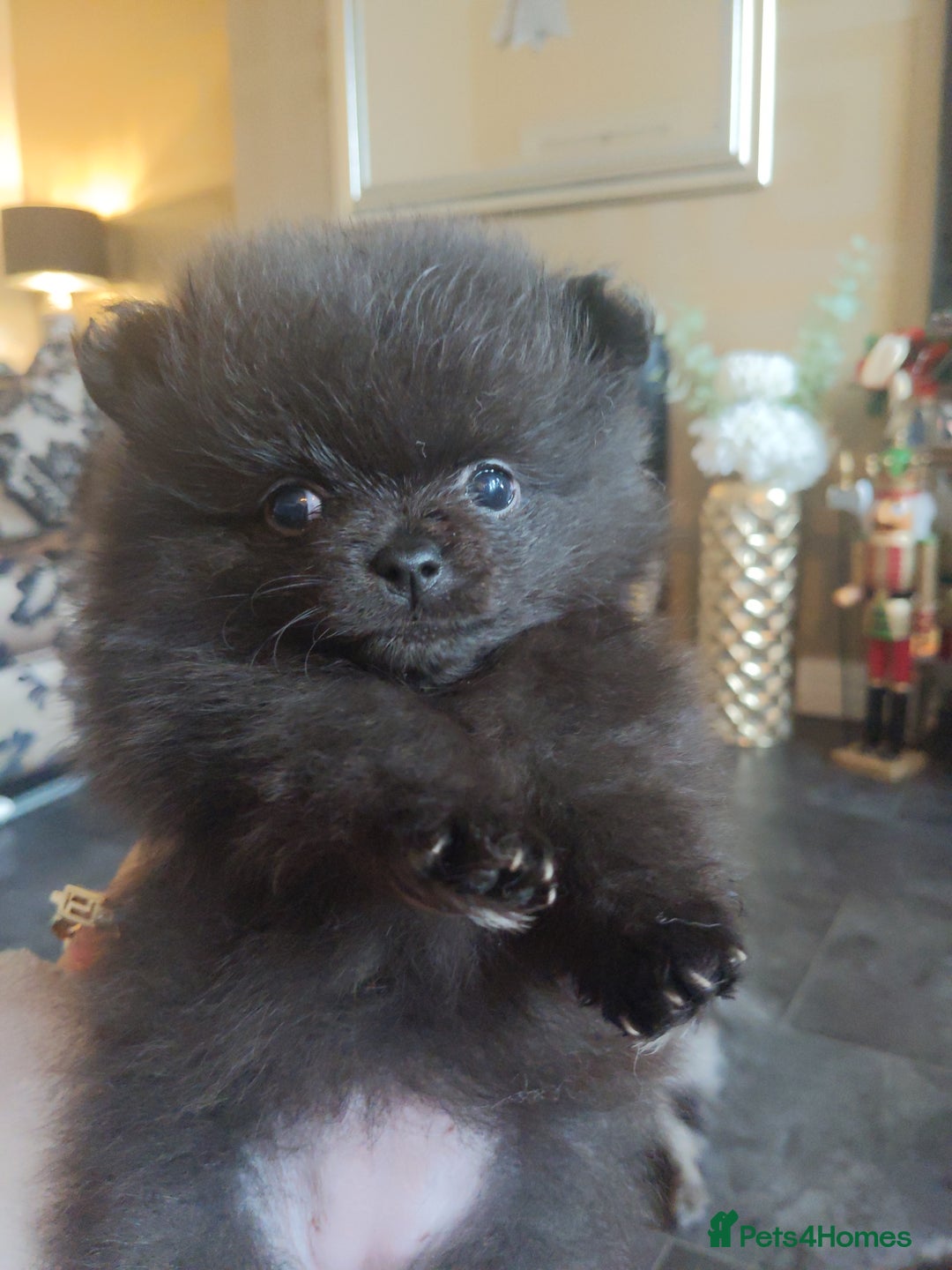 Pomeranian dogs for sale: Pomarian puppies for sale  - Advert 6