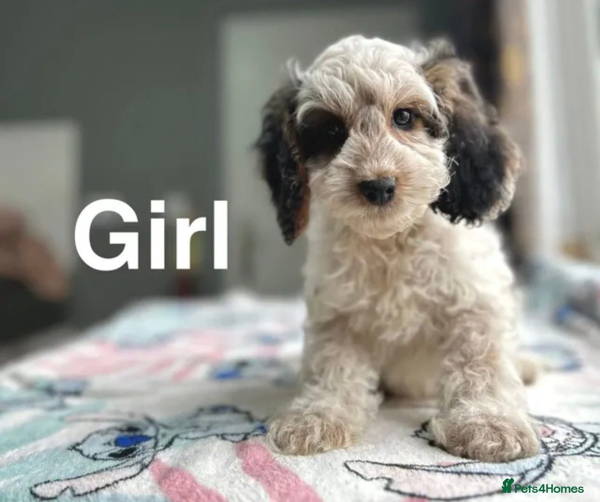 Cockapoo dogs F1 cockapoos  - Advert 18
