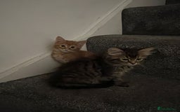 Mixed Breed cats for sale: Kittens - Image 16