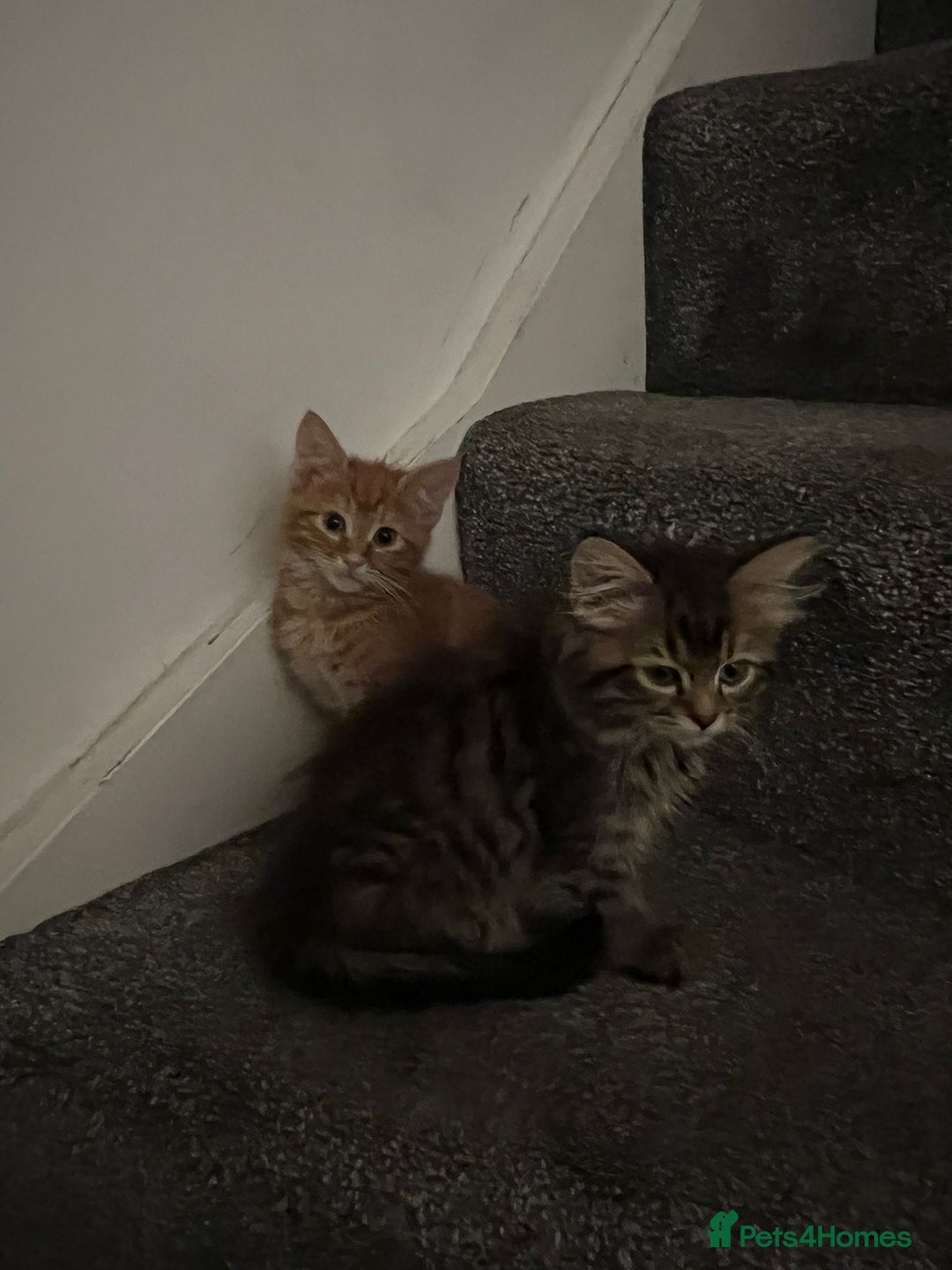 Mixed Breed cats for sale: Kittens - Image 16