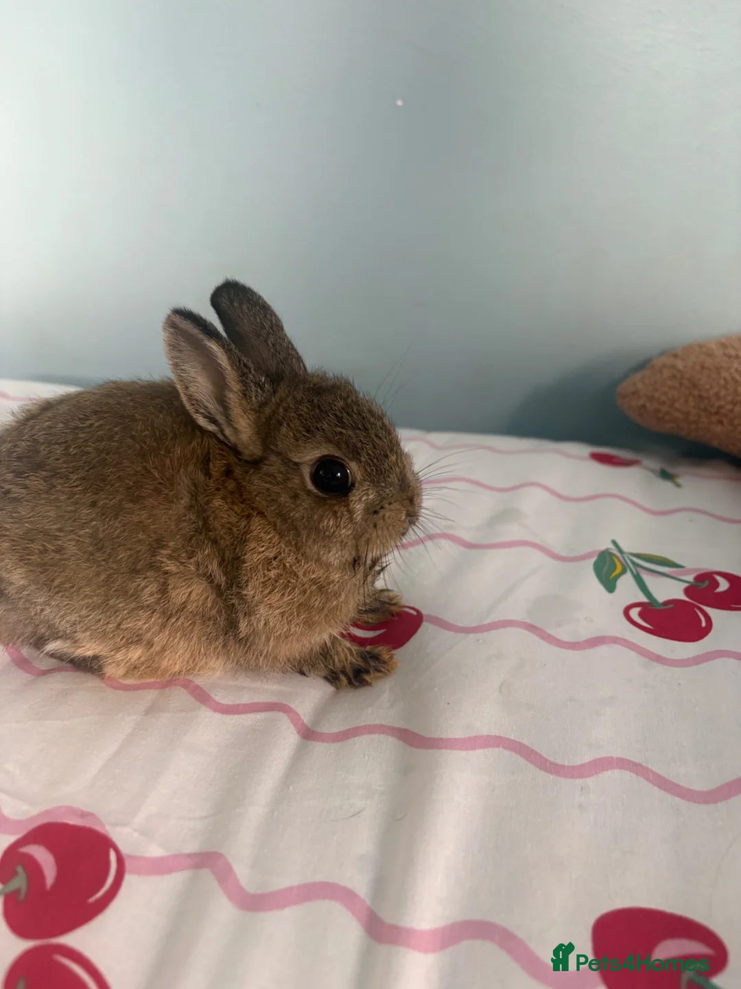 Netherland Dwarf rabbits for sale: 2 netherland dwarf babies  - Advert 4