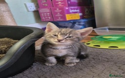 Mixed Breed cats for sale: Adorable 7 Mixed Breed Kittens 🐾 - Image 16