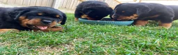 Rottweiler dogs for sale: KC Registered Rottweiler Puppies 4 Beautiful Males in Gainsborough - Advert 8