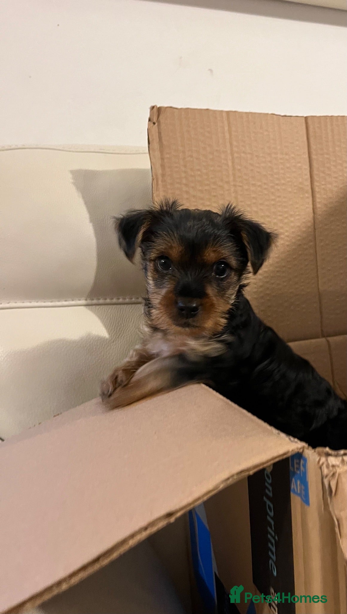 Yorkshire Terrier dogs READY NOW !! 2 MINI YORKSHIRE TERRIERS - Advert 2