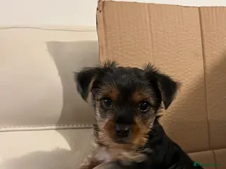 Yorkshire Terrier dogs READY NOW !! 2 MINI YORKSHIRE TERRIERS - Advert 11