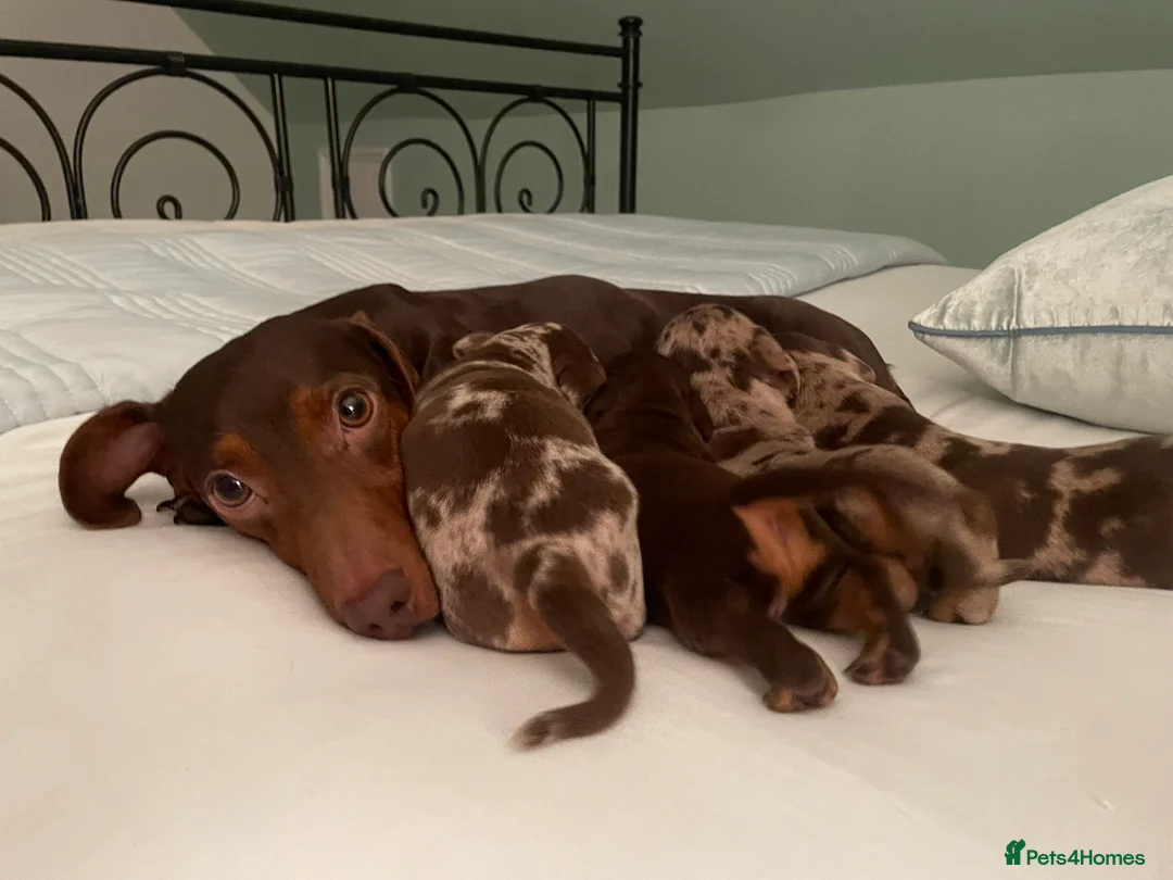 Dachshund dogs for sale: Dachshund  - Advert 2