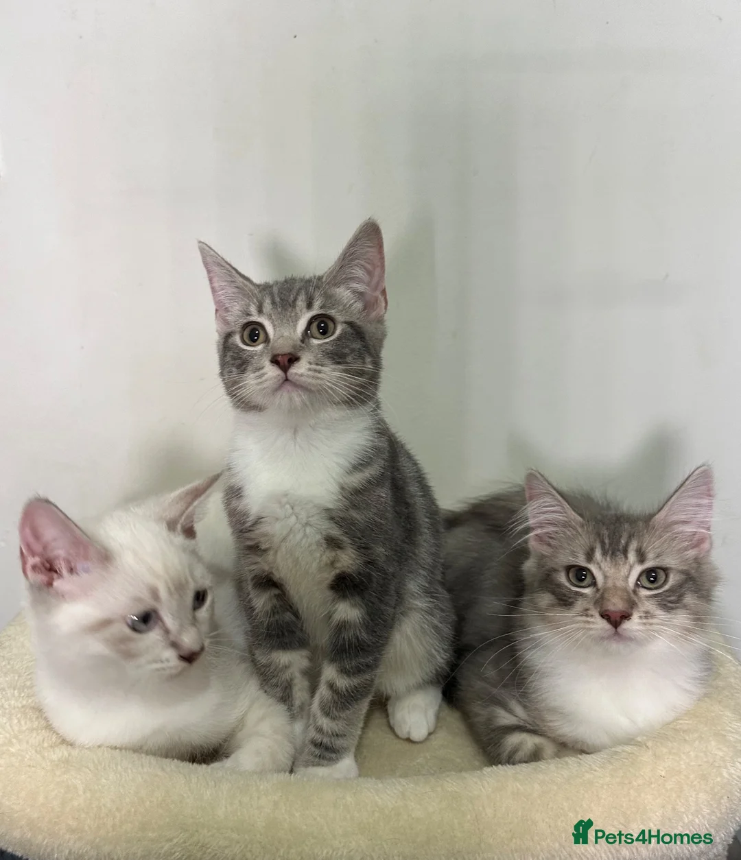 Ragdoll cats for sale: Gorgeous Ragdoll BSH kittens - Advert 2