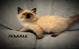 Ragdoll cats for sale: 5 pure Ragdoll kittens for sale - Image 5