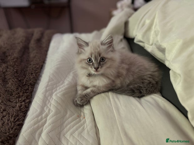 Mixed Breed cats - Advert 11