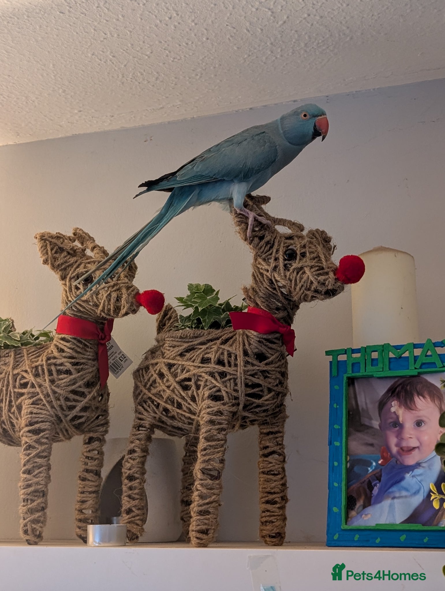 Ringnecks birds for sale: Blue female Indian ringneck - Advert 1
