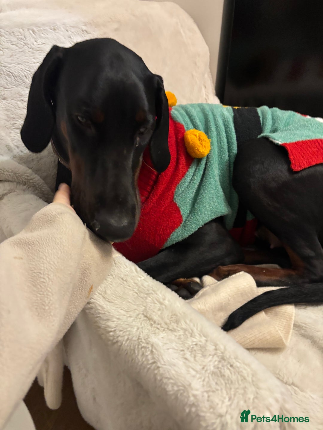 Dobermann dogs for sale: Free 11month old Doberman female - Advert 6