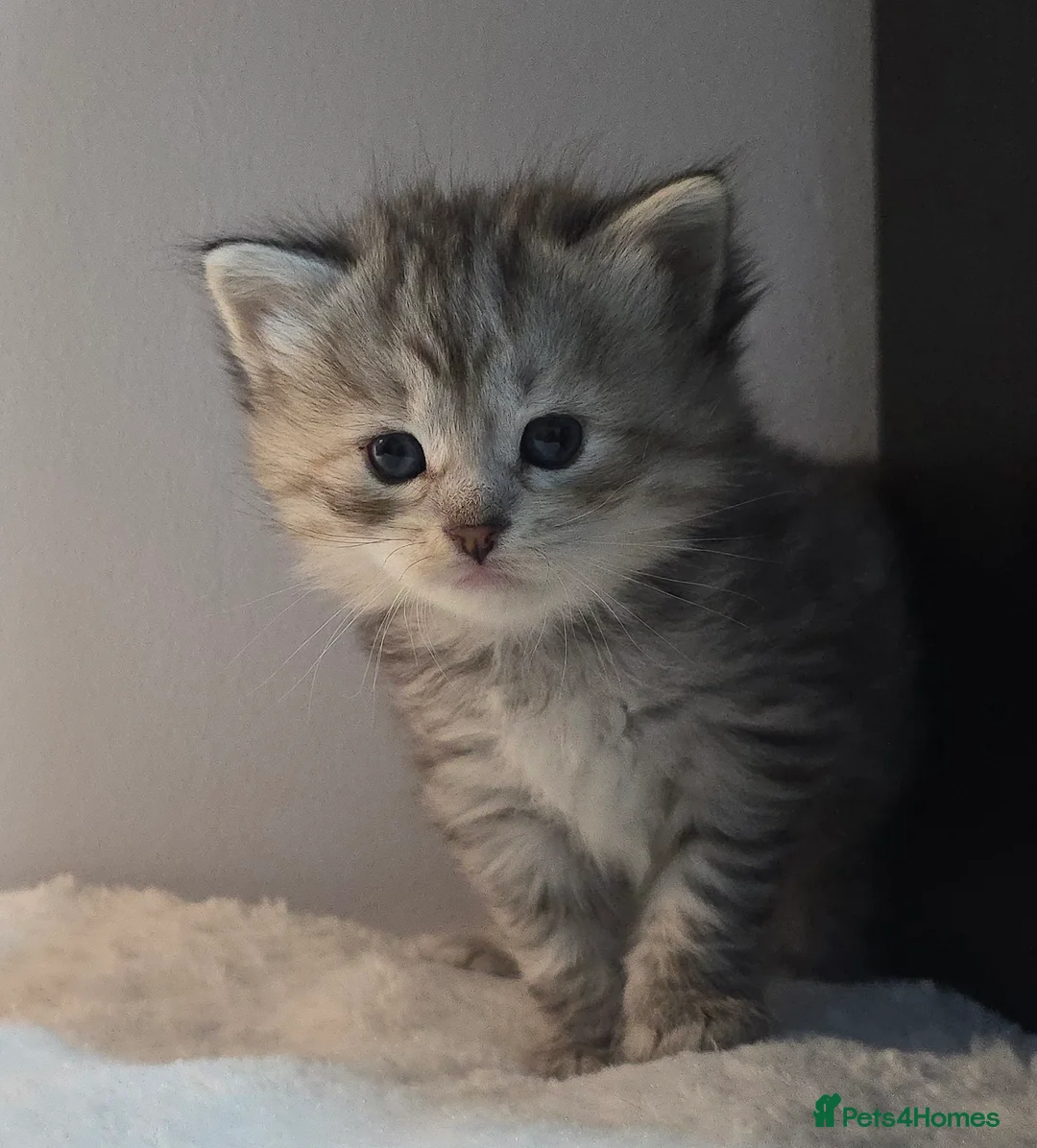 Siberian cats for sale: Siberian kittens waiting list - Advert 2