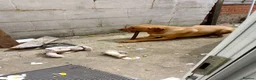 Labrador Retriever dogs for sale: Labrador retriever Apollo in Gillingham - Advert 4