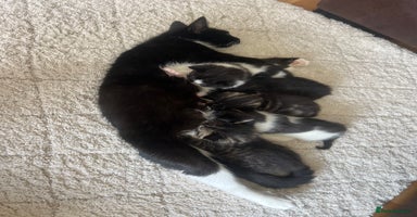 British Shorthair cats - Advert 1