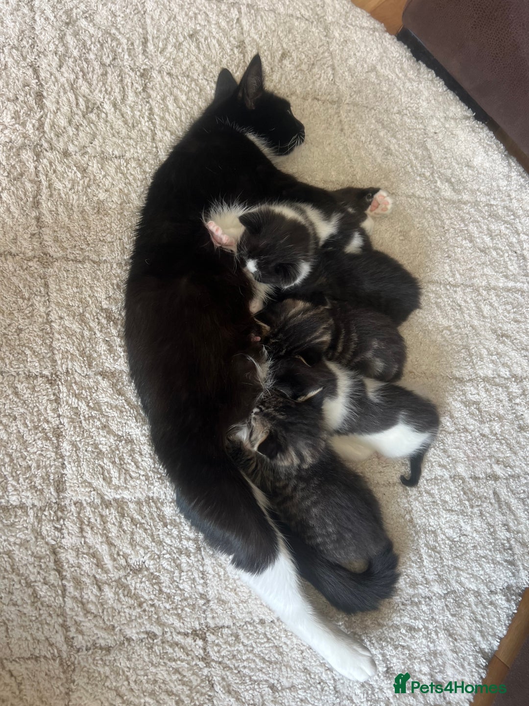 British Shorthair cats for sale: ✨Adorable kittens looking for their forever homes✨ - Image 2