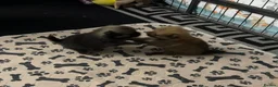 Pomeranian dogs for sale: 2 gorgeous little Pomeranian puppies for sale in Hartlepool - Advert 16