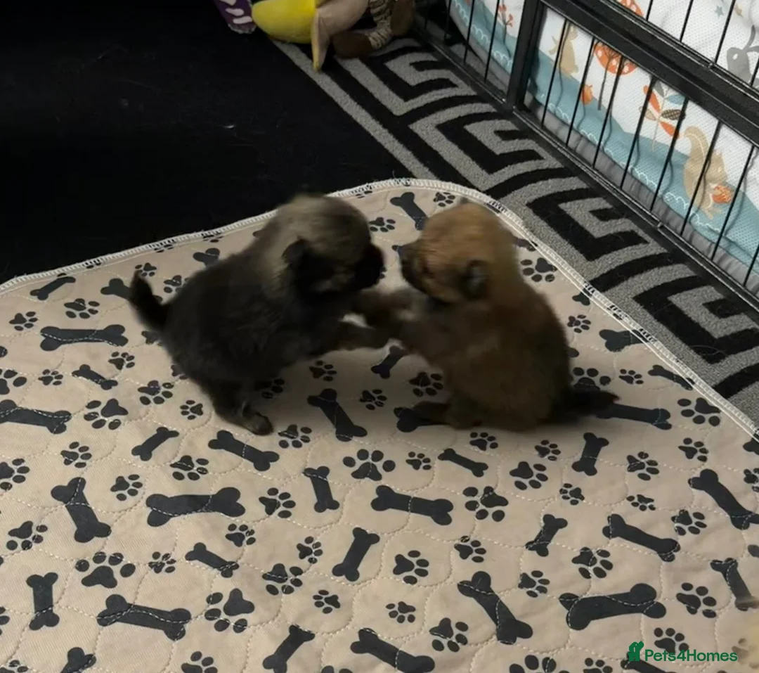 Pomeranian dogs for sale: 2 gorgeous little Pomeranian puppies for sale in Hartlepool - Advert 16