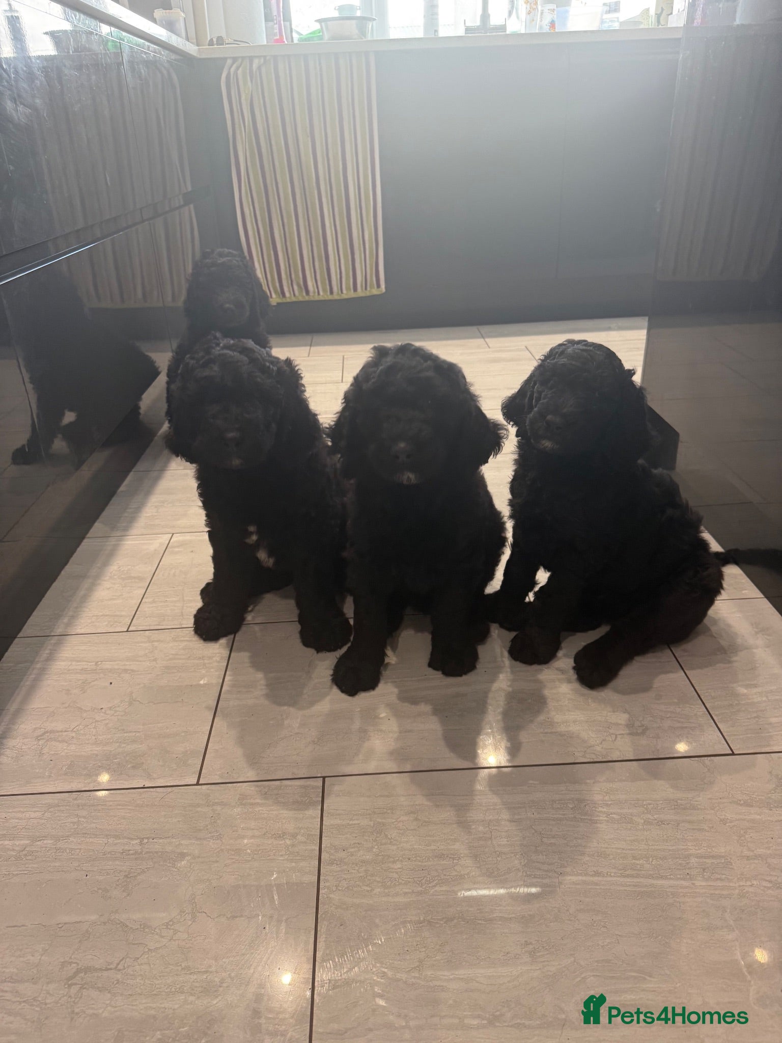 Labradoodle dogs Multi gen labradoodle x standard poodle puppies  - Advert 5