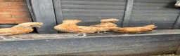 Chickens poultry for sale: Polish Pullets 16 weeks  - Advert 22
