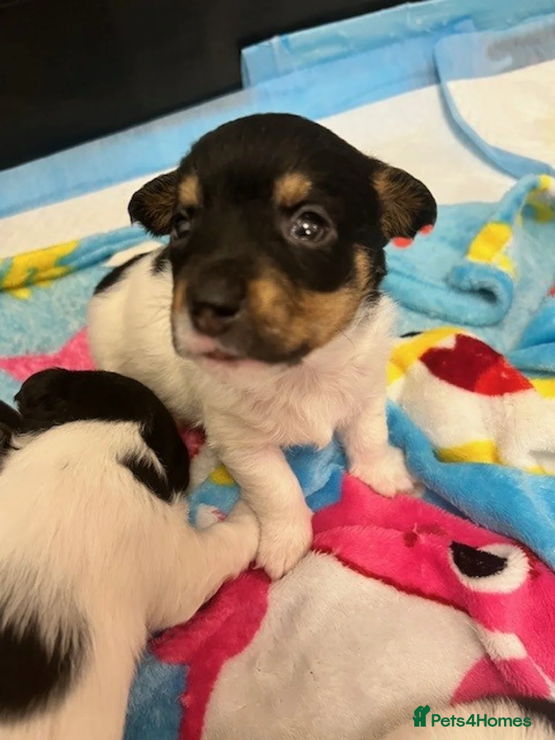 Jack Russell dogs for sale: Jack Russell Puppies - Advert 4