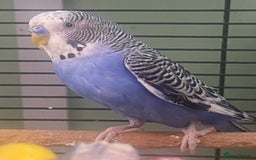 Budgerigars birds for sale: Willow. Male budgie. With cage. 3 years old.  - Image 5