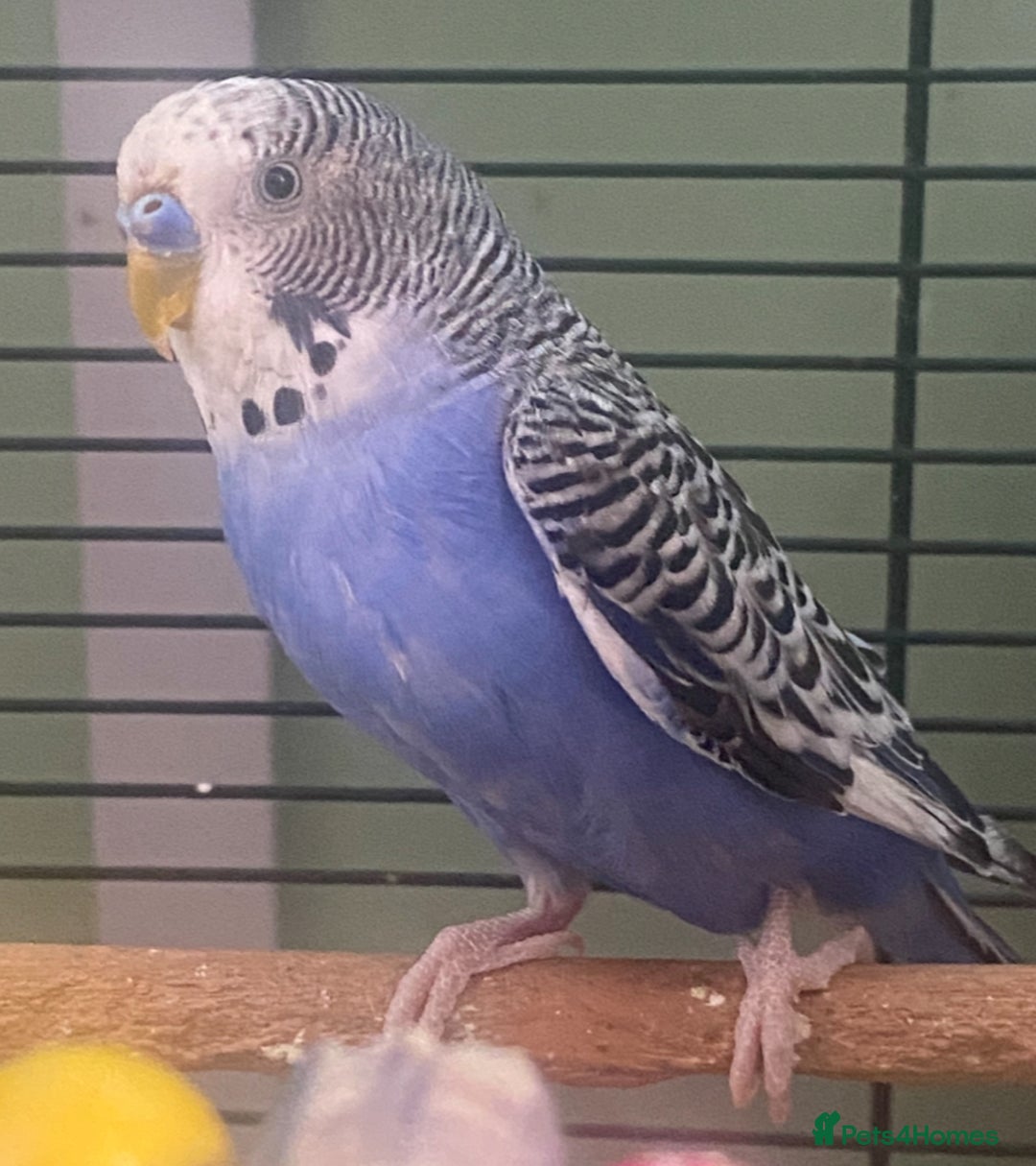 Budgerigars birds for sale: Willow. Male budgie. With cage. 3 years old.  - Image 5