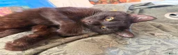 Domestic Shorthair cats for adoption: Luna is looking for perfect forever home  - Advert 4
