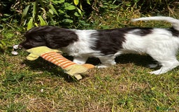 Sproodle dogs for sale: F1 Sproodle 🩷Pippa🩷 5⭐️Licensed Breeder full DNA - Image 11