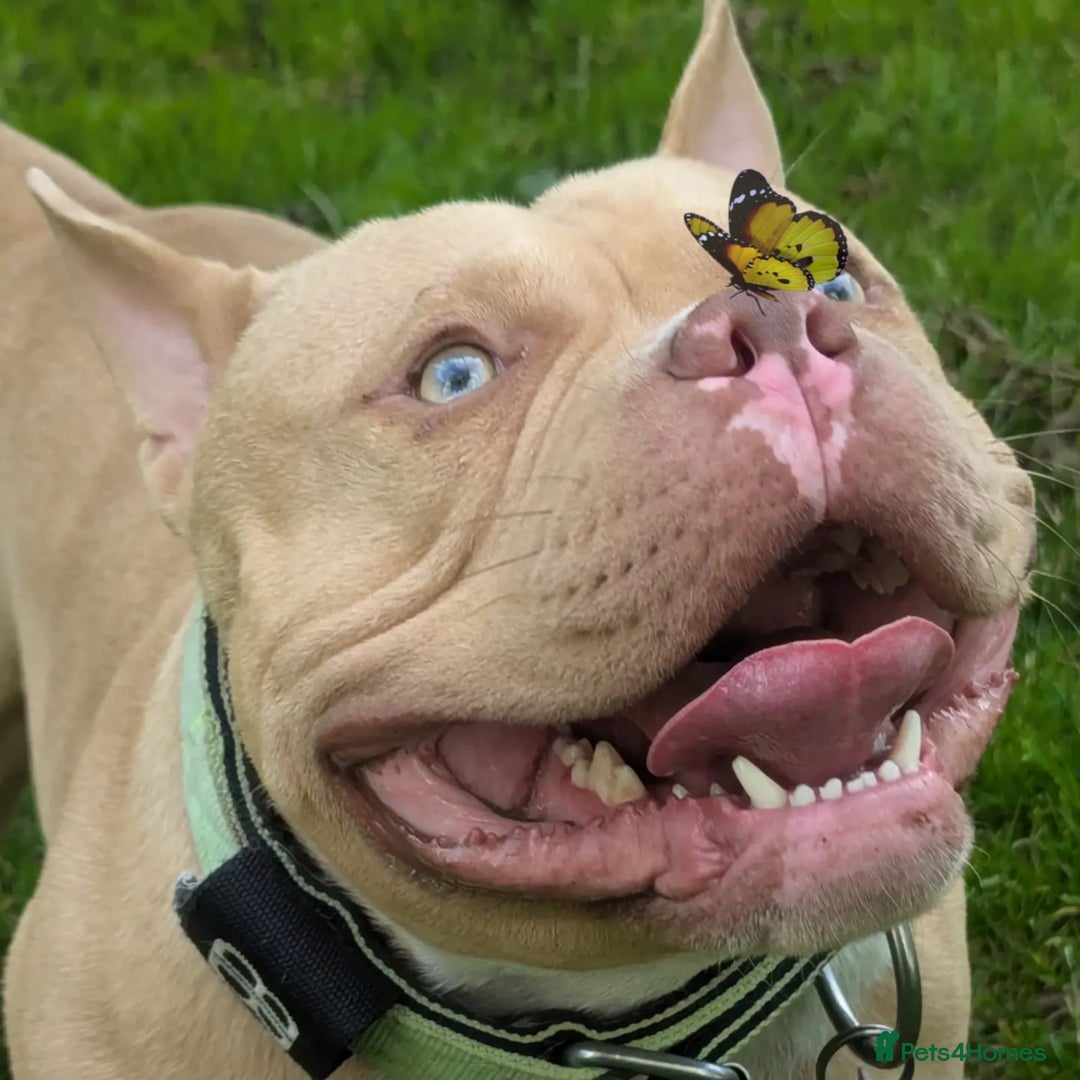 American Bully dogs for sale: Pocket bully  - Image 17