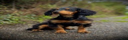 Cocker Spaniel dogs for stud: Stunning Black and Tan stud - Advert 4