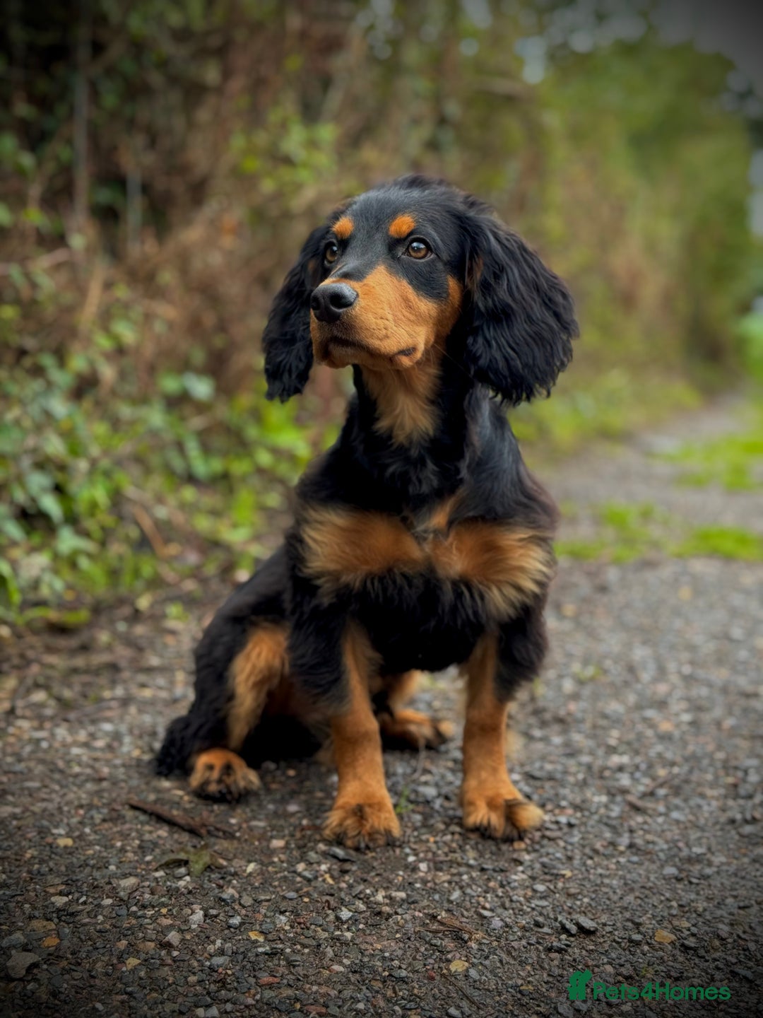 Cocker Spaniel dogs for stud: Stunning Black and Tan stud - Advert 4