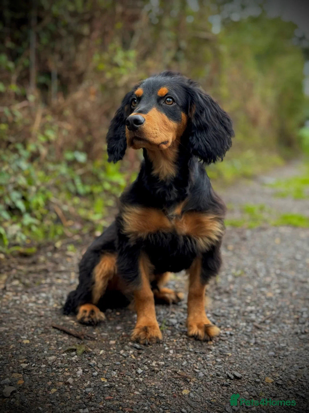 Cocker Spaniel dogs for stud: Stunning Black and Tan stud - Advert 8